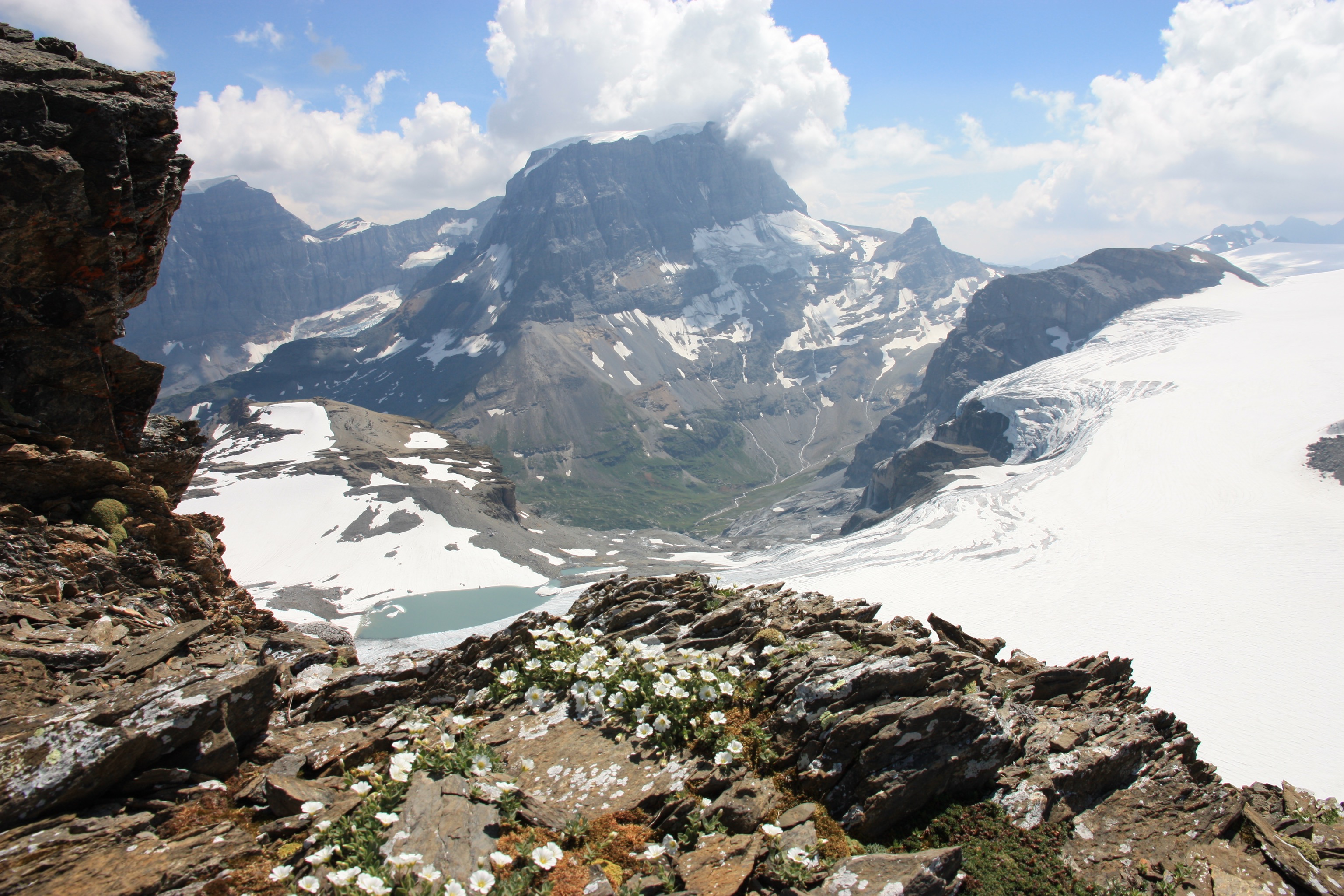 A photo of the Tödi in the background (highest peak in Glarus alps) and Claridenfirn glacier from the ridge of Gemsfairenstock with alpine flowers in the foreground.