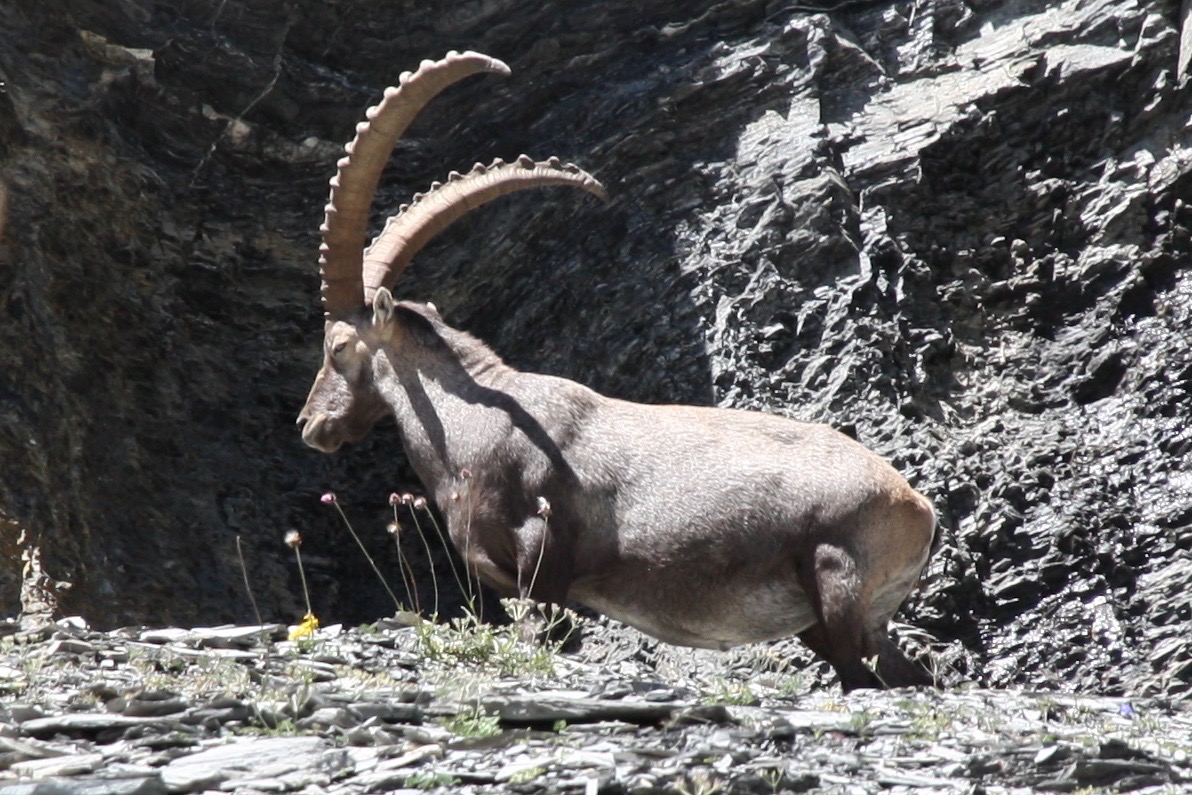 Old male alpine ibex (steinbock) (>10 years old) (age = annual horn growth rings + 1)