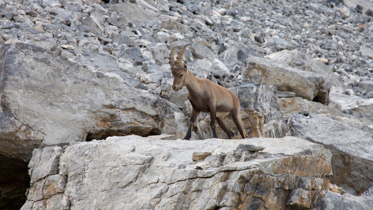 A young steinbock traversing boulders at the bottom of the talus slope bordering Lämmerentalbach in the early evening.