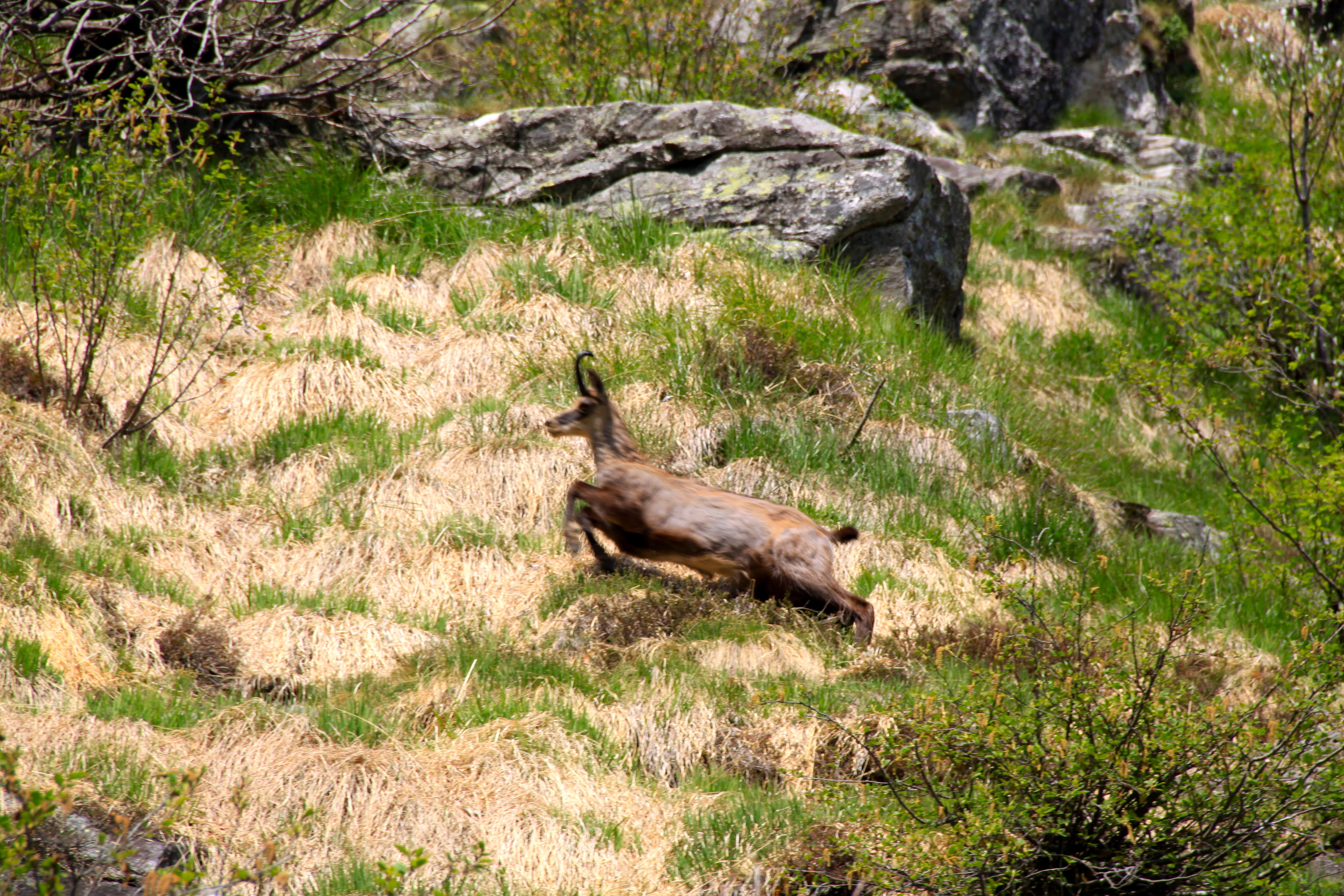 A chamois bounds across our path. Photo: Quentin Atkinson