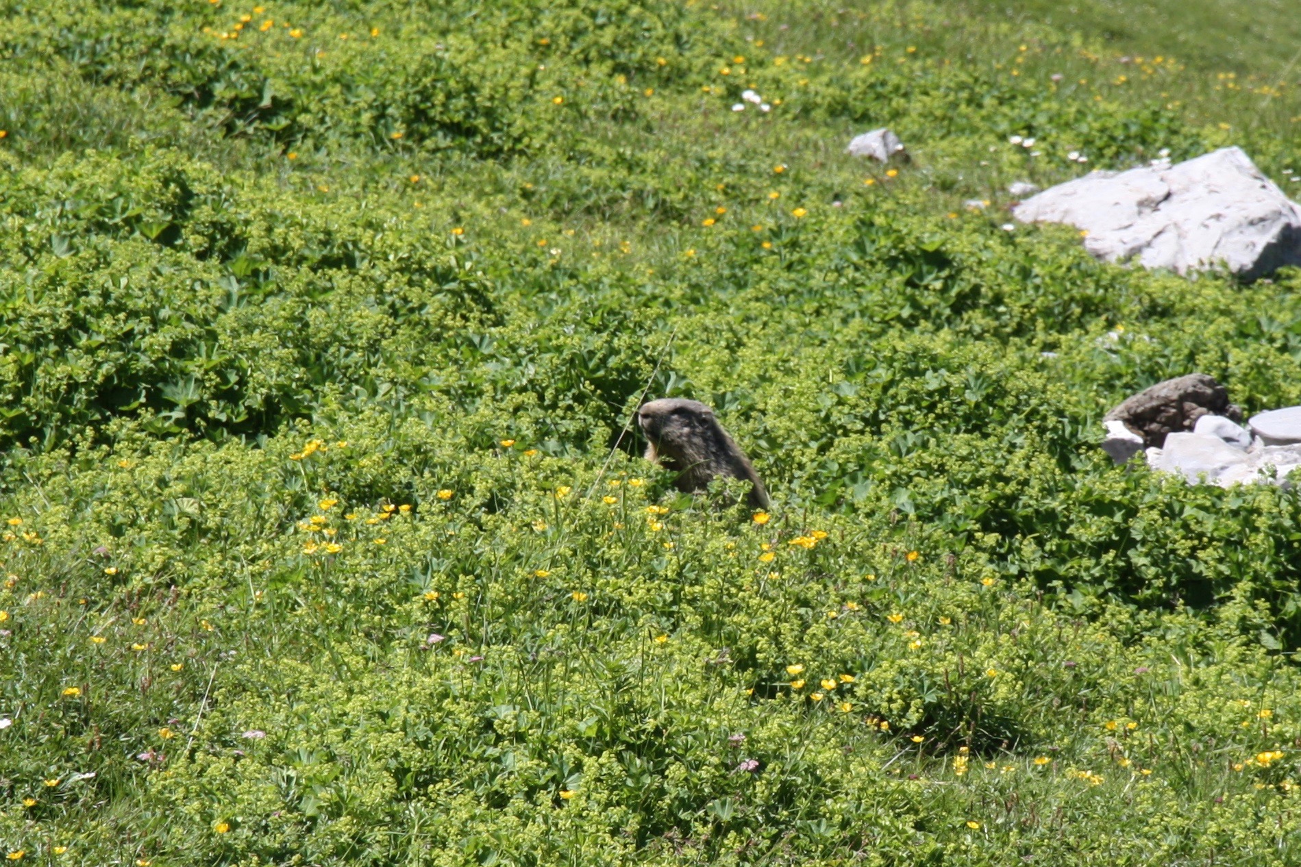 A marmot pokes it head out from among the alpine meadow flowers.