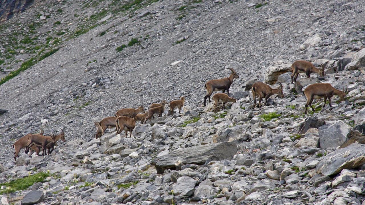 A herd of ibex on the talus slope behind Lammerenhutte in the evening.