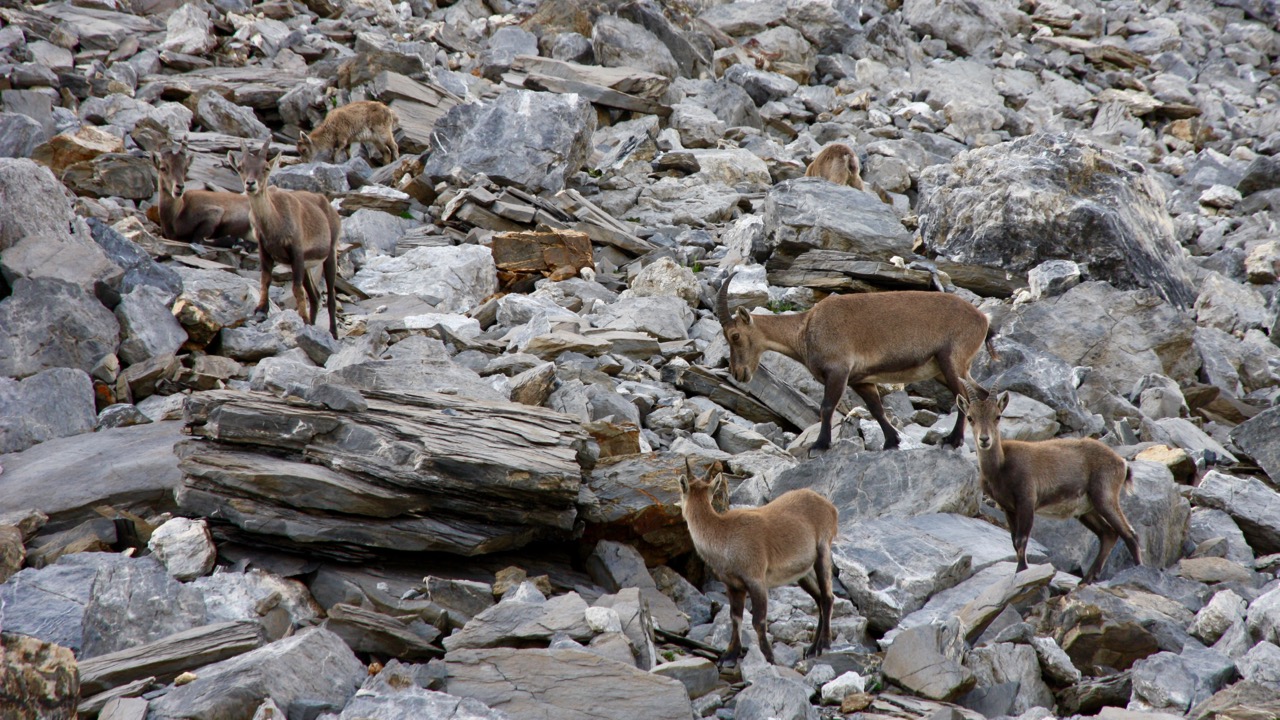 A herd of ibex around 2600m elevation above Lammerenhutte in the early evening.