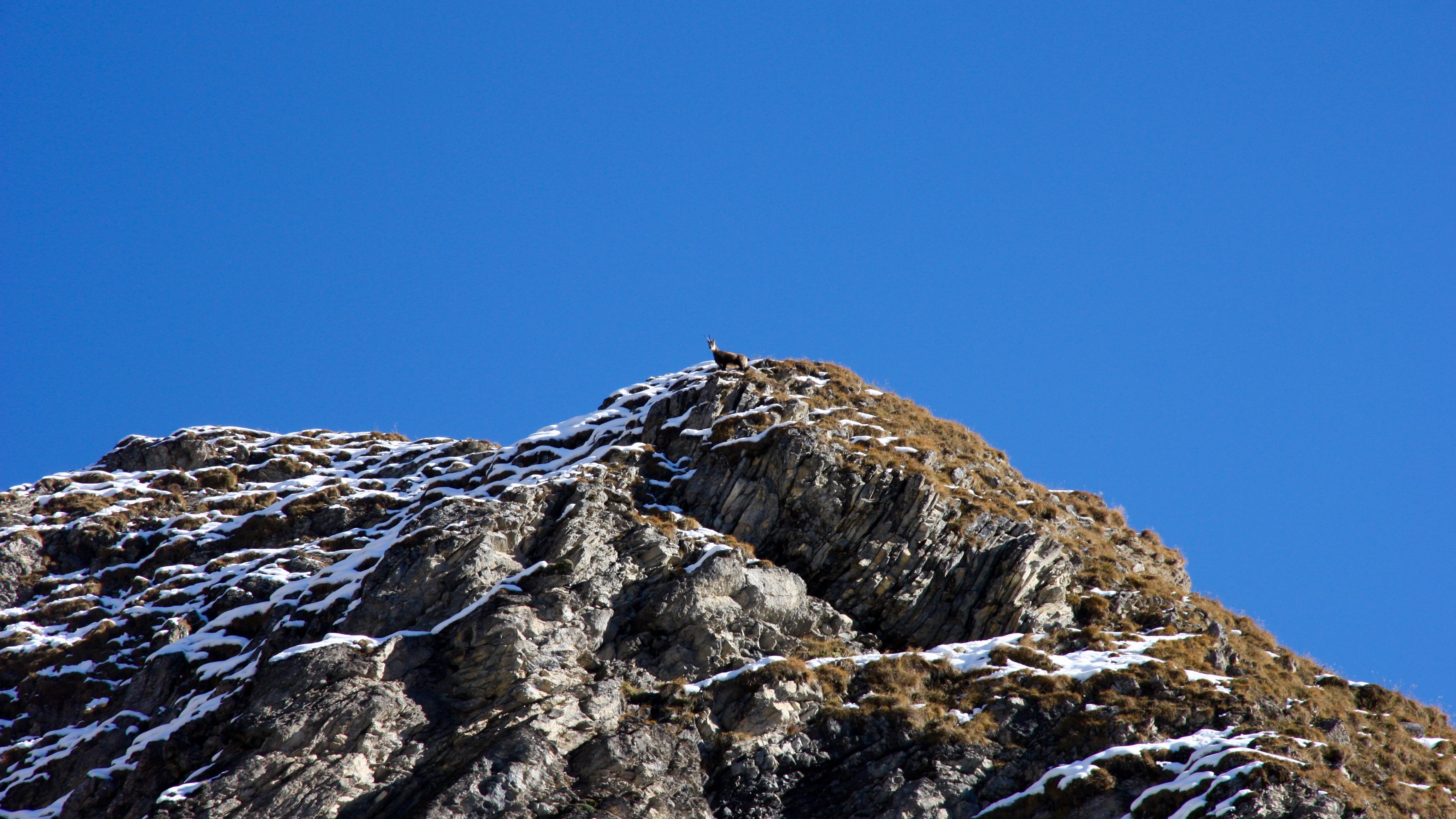 Chamois looking down at us. Seeing this chamois and later an ibex was enough to persuade me that we could turn around.