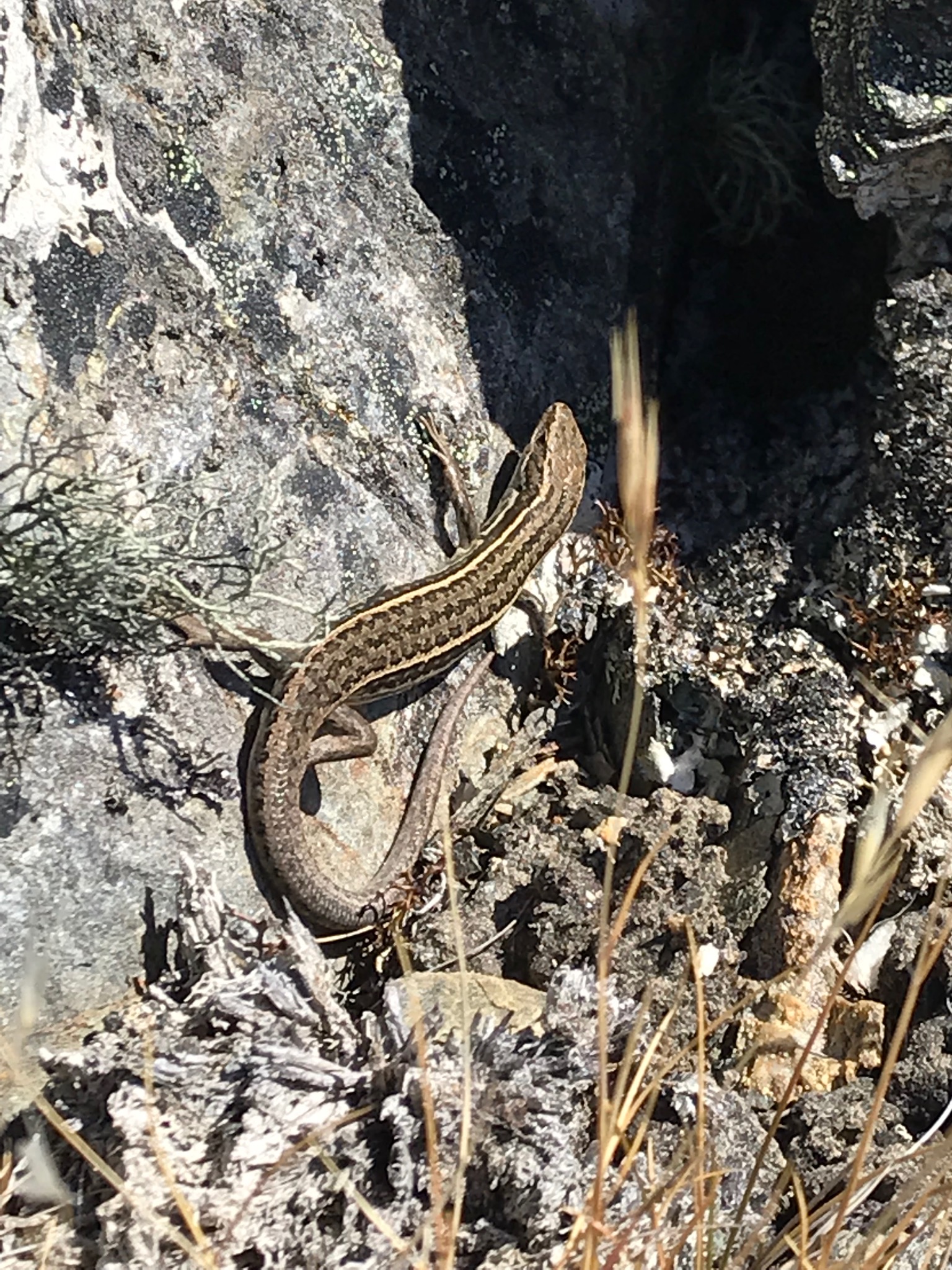 Native skink, probably a Common Skink (Oligosoma polychroma). Spotted in subalpine zone at about 1000m above sea level on the way down from Isthmus Peak.