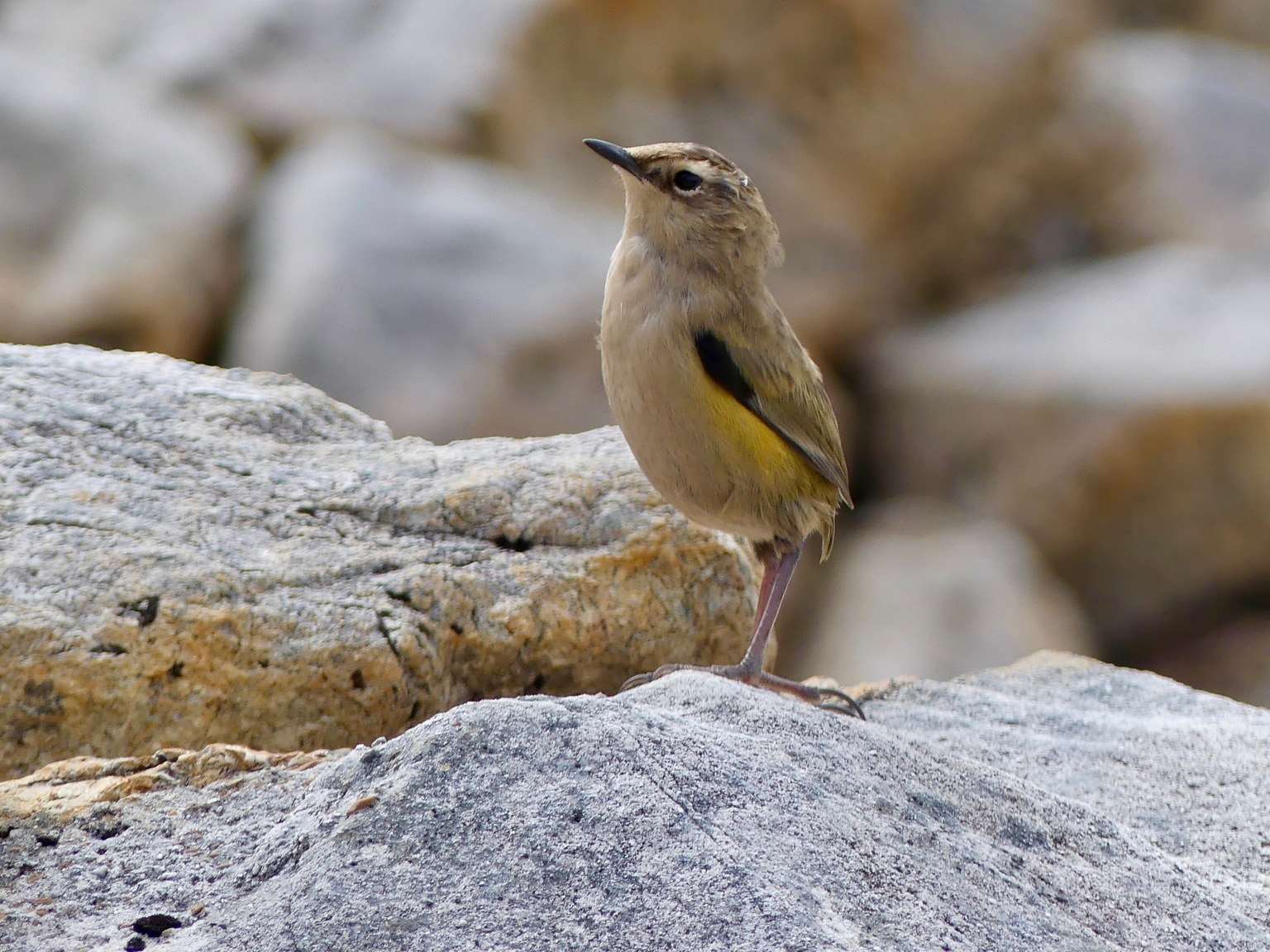 A female rock wren gave us a show on the way down near the base of the east ridge buttress.