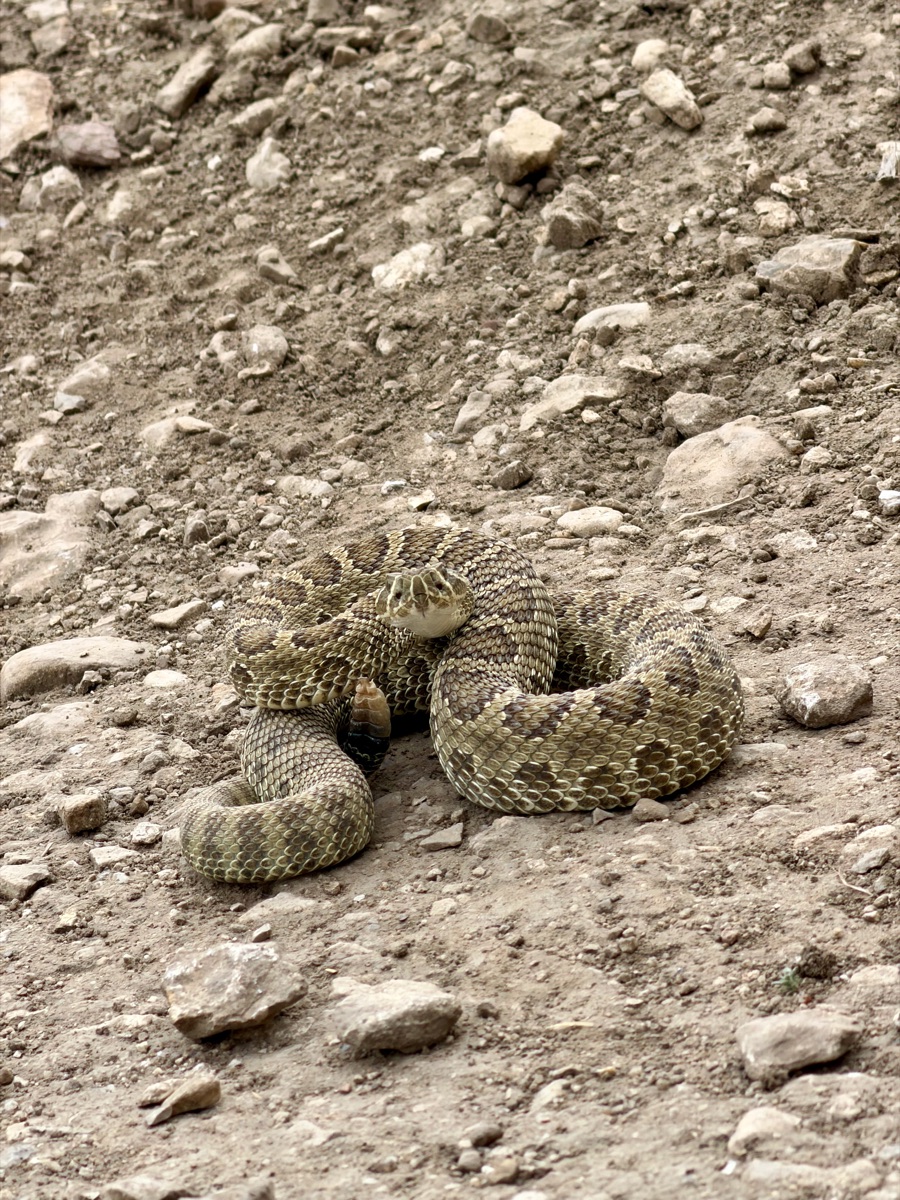 The rattlesnake on the path back from Purple Galaxy wall. So well camouflaged that it needed to announce itself.