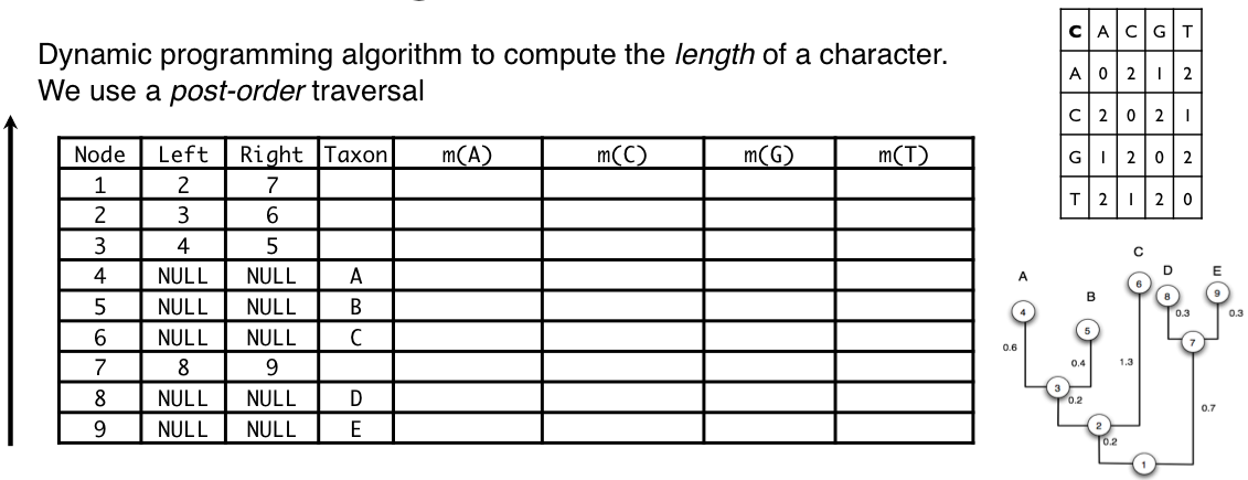 Computing parsimony length for a character