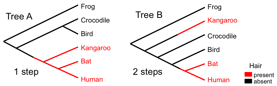 Parsimony analysis example