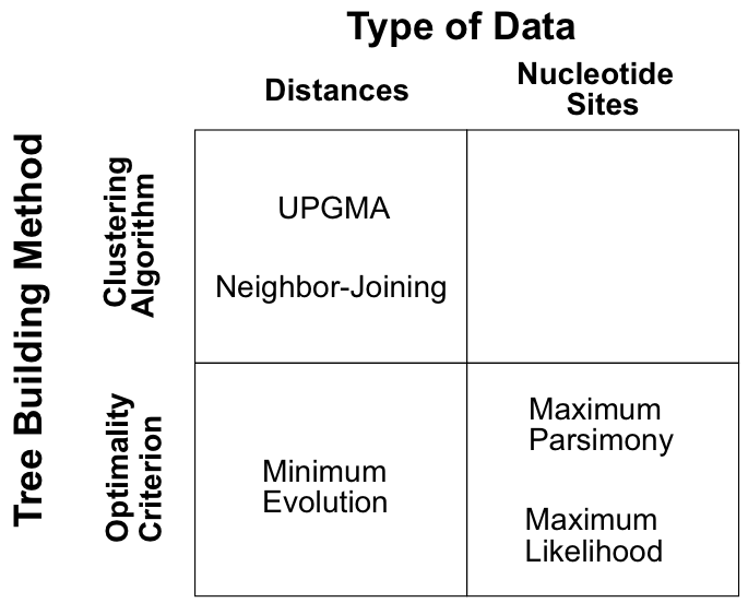 Phylogenetic reconstruction methods