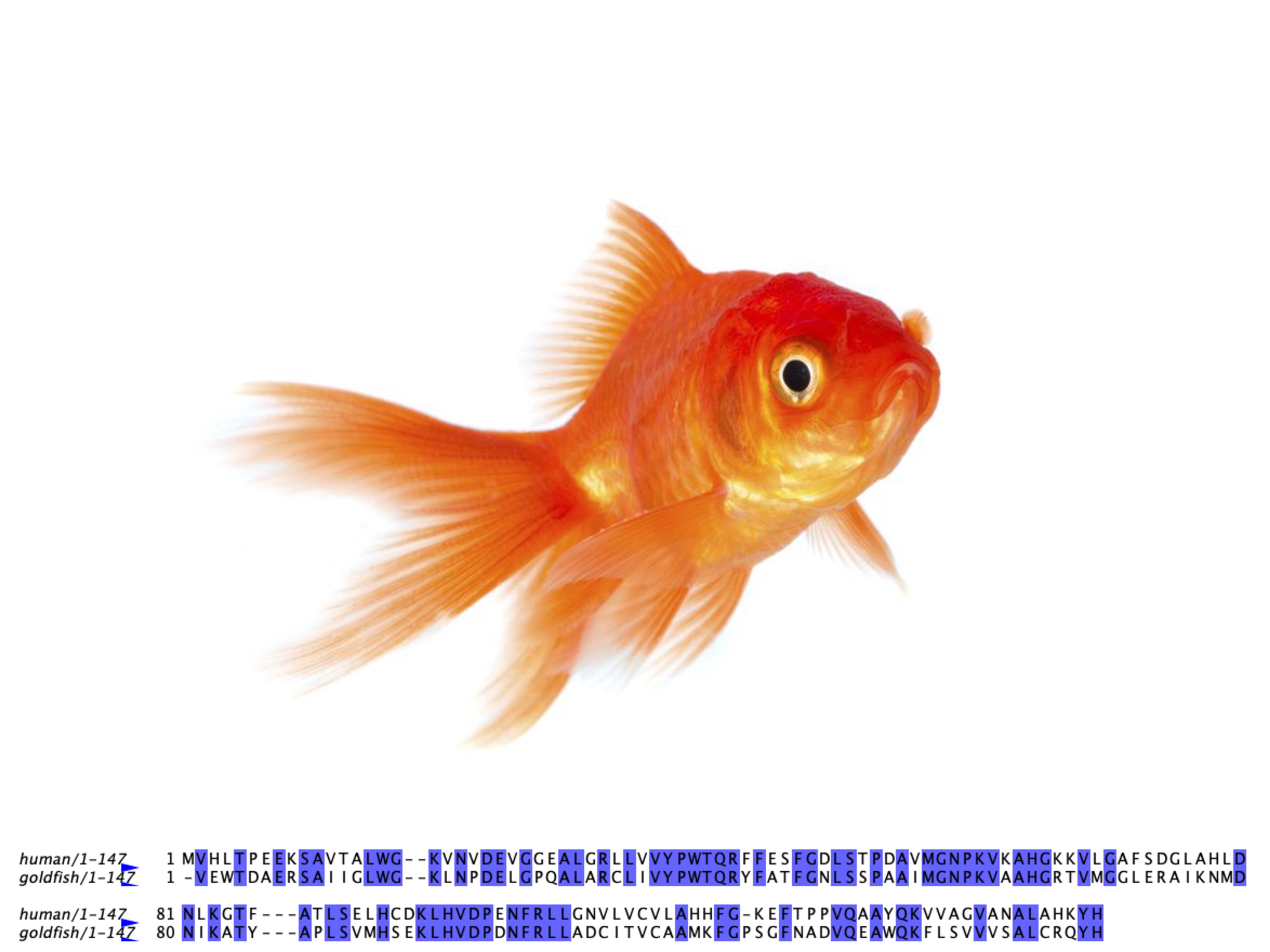 Goldfish beta globin