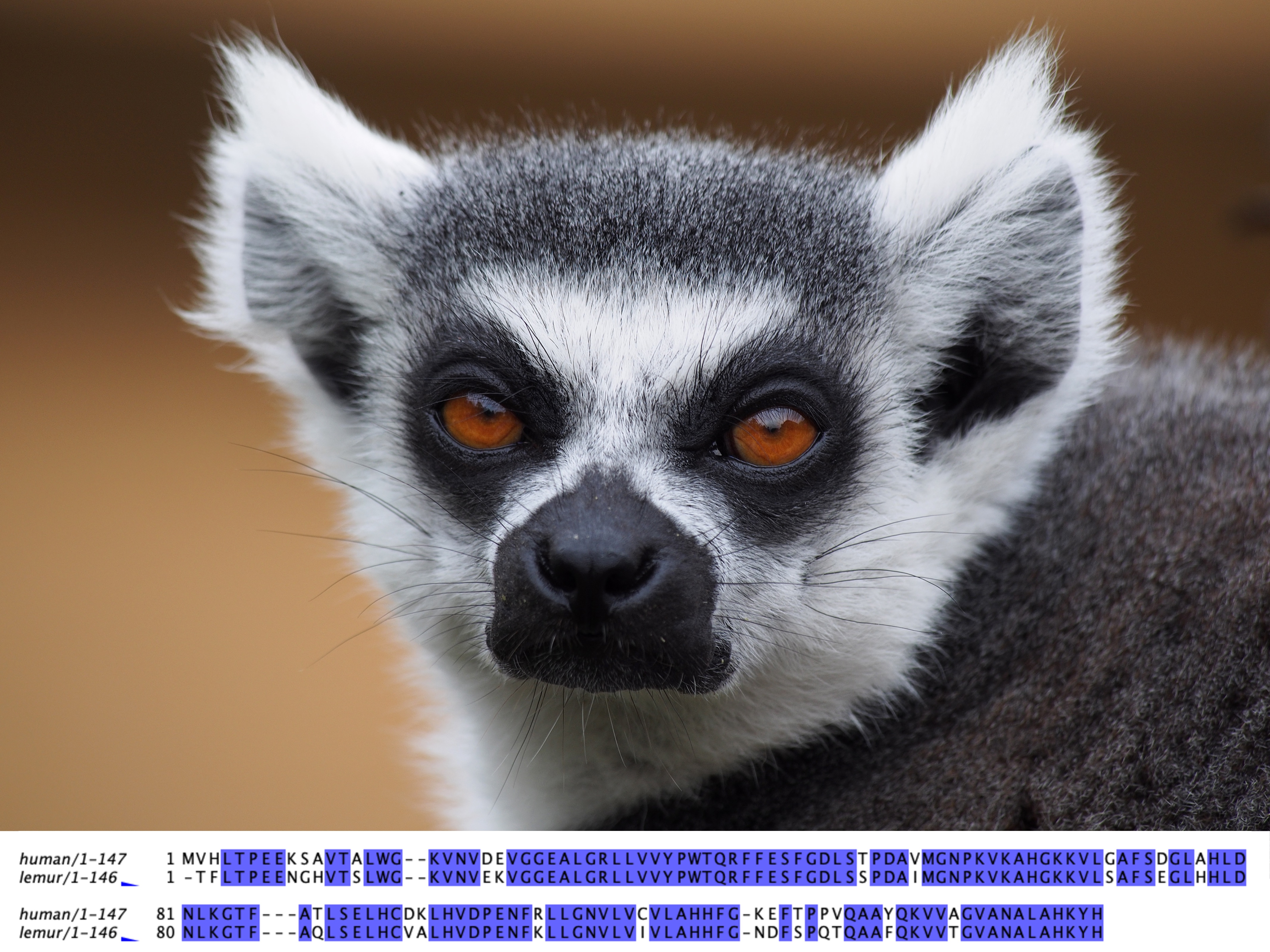 Ring-tailed lemur beta globin