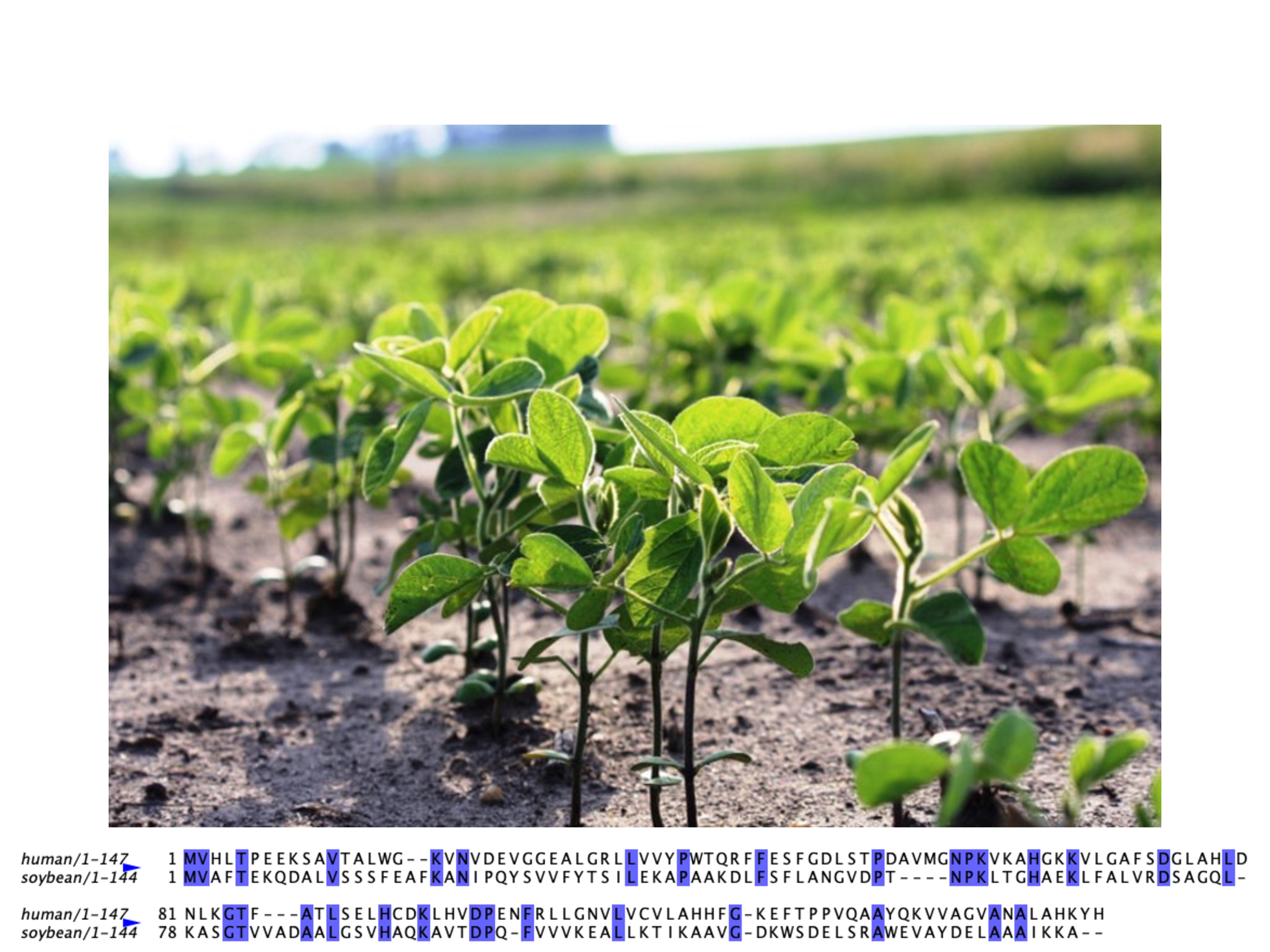 Soybean leghemoglobin