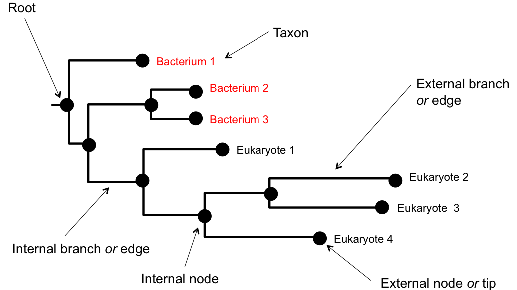 Anatomy of a phylogenetic tree