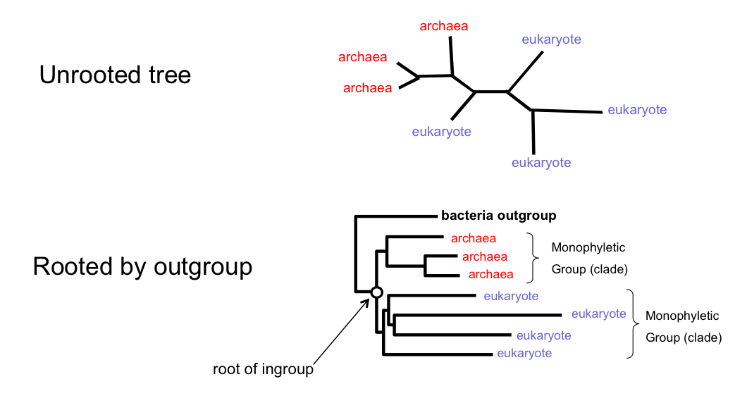 Rooting trees with outgroup