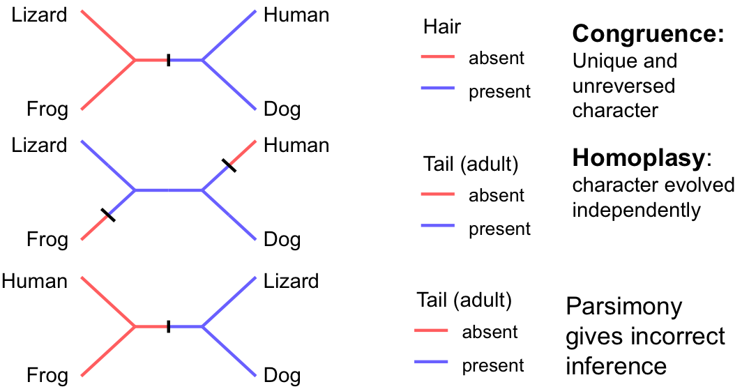 Characters supporting phylogenetic trees