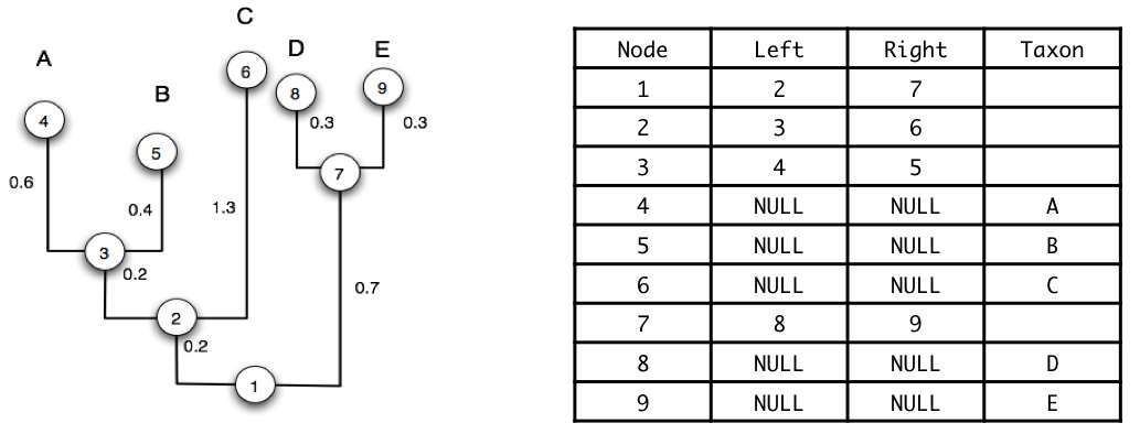 Internal tree representation