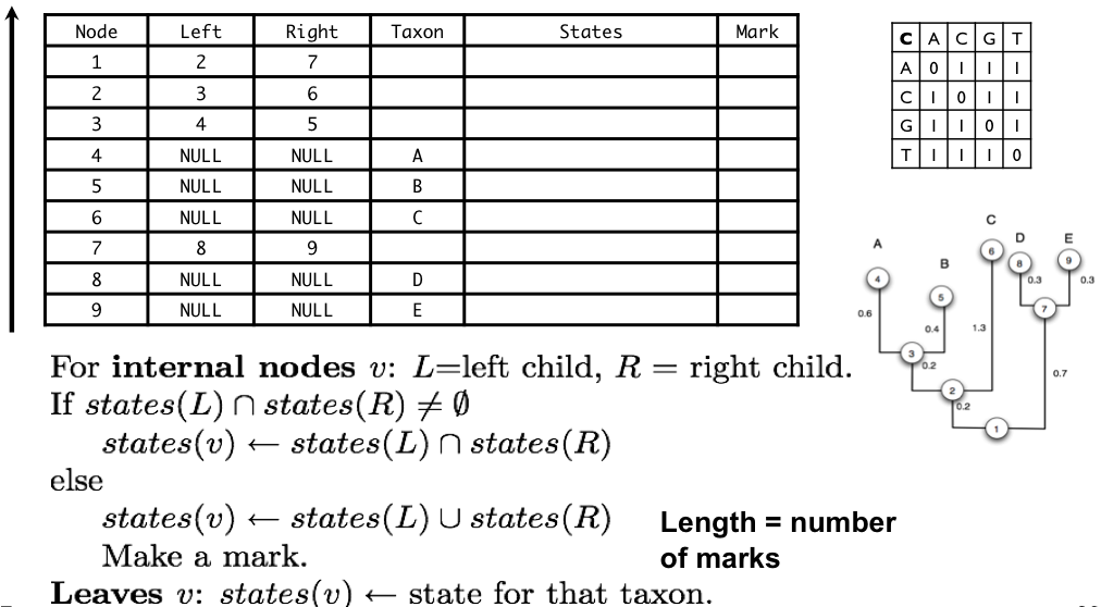 Fitch parsimony algorithm