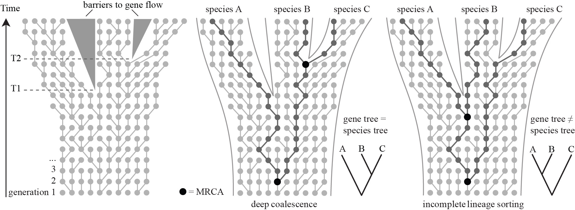 Multi-species coalescent