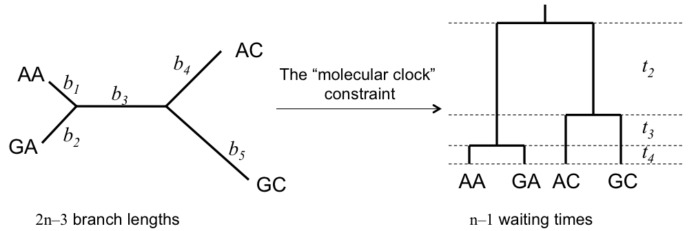 Clock constraints in MCMC