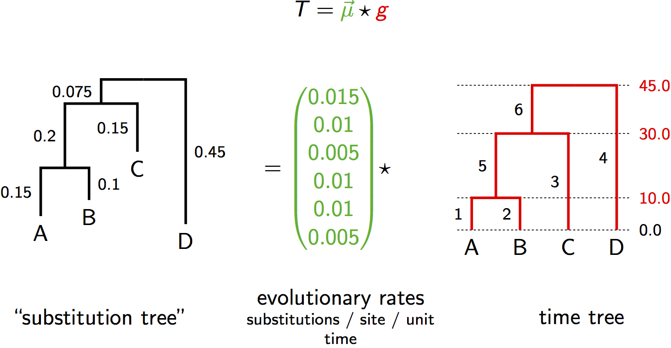 Relaxed clock parameterization